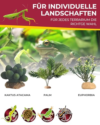 Hobby 37018 Kaktus Atacamma, Höhe 7 cm - 5