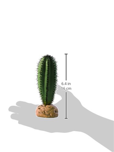 Saguaro Kaktus - 2