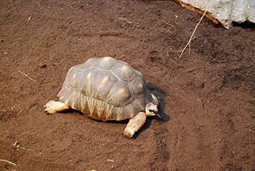 Floragard Schildkrötenerde und Terrariensubstrat 20 L, natürliche Einstreu für Reptilien - 2
