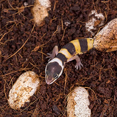 Humusziegel - Terrariensubstrat - natürliches Substrat - lose Kokoserde trocken - 20 L Sack - Bodensubstrat - Terrarium Erde für Reptilien - 7