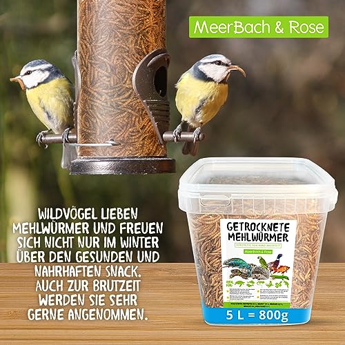 Mehlwürmer getrocknet, 800g (entspricht 5 L) getrocknete Mehlwürmer im praktischen Eimer, proteinreicher Snack für Wildvögel, Fische, Reptilien und Nager - 2