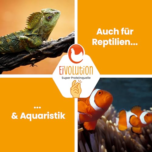 eivolution Soldatenfliegenlarven getrocknet I 800g I Reich an Protein I Hochwertige Hermetialarven als Hühnerfutter I auch geeignet als Vogel-, Fisch oder Wachtelfutter - 3