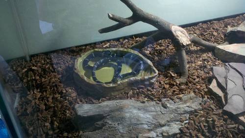 Exo Terra Water Dish, Wasserschale, Wassernapf, im Felsdekor, fuer Terrarien, gross - 2