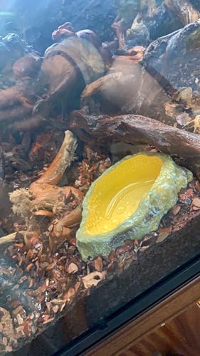 MUYYIKA Wasserschale Terrarium, Schildkröten Zubehör, Reptilien Wasserschale, Futterschale, Terrarium Trinkschale, Wassernapf, Schale, Zubehör für Schlange, Schildkröte, Gecko - 11