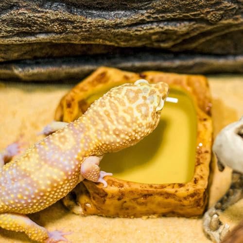 MUYYIKA Wasserschale Terrarium, Schildkröten Zubehör, Reptilien Wasserschale, Futterschale, Terrarium Trinkschale, Wassernapf, Schale, Zubehör für Schlange, Schildkröte, Gecko - 13