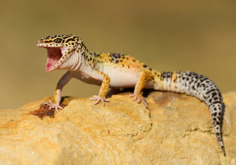 Leopardgecko (depositphotos.com)
