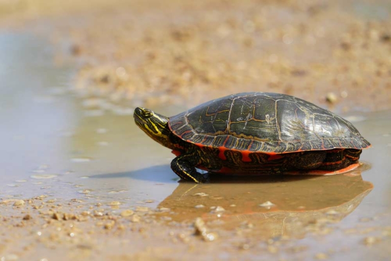 Wasserschildkröte Chrysemys picta (depositphotos.com)